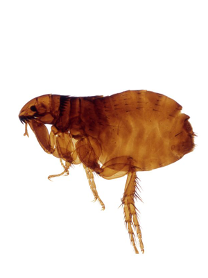 Fleas