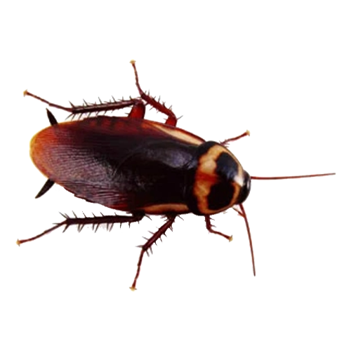 Cockroach Pest Control Brisbane Narangba QLD