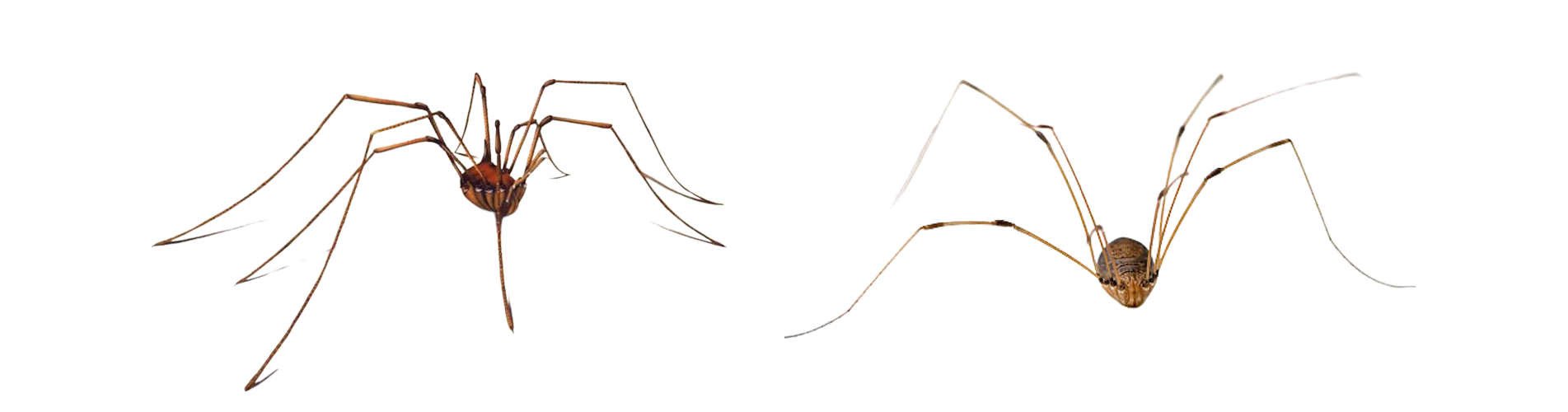 Webbing Spider Pest Control Brisbane Narangba QLD