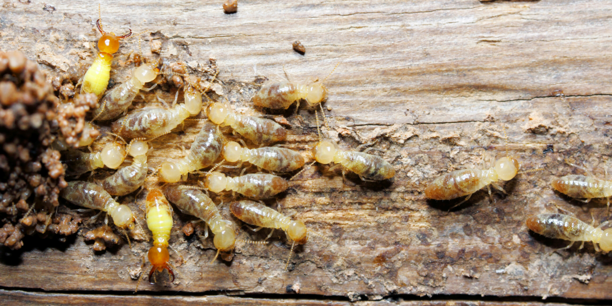 Termite Pest Control & Management Narangba Moreton Bay, Queensland, Australia