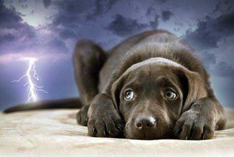 Effects of Rain and Thunderstorms on Pests and our Pets