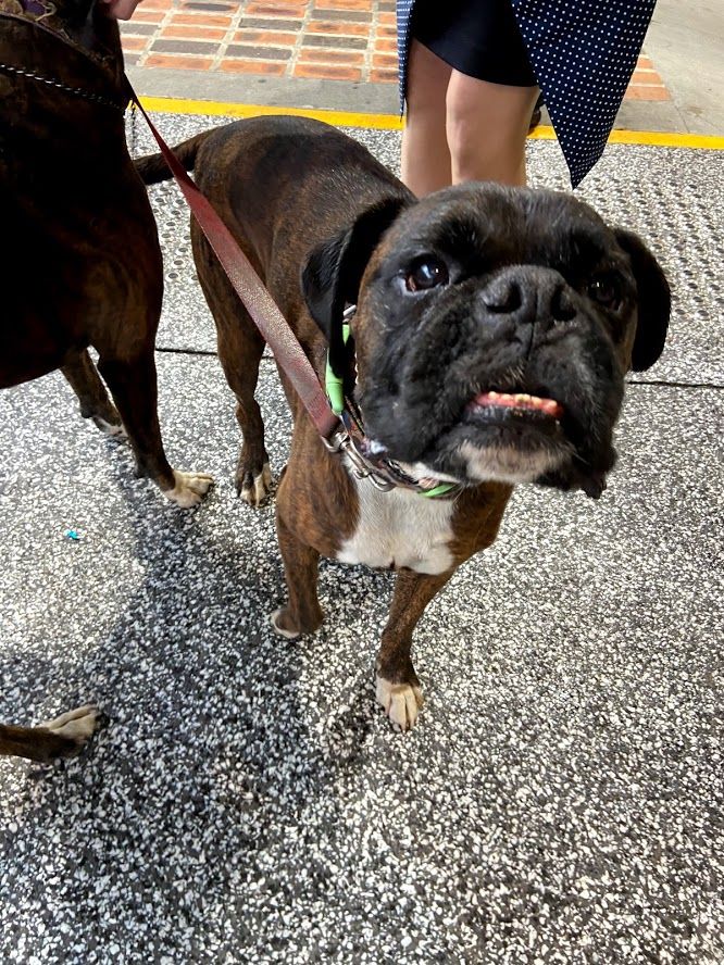 Pet Safe Pest Management & Termite Solutions Pet Gallery: Boxers of Brisbane