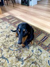 Pet Safe Pest Management & Termite Solutions Pet Gallery: Flipka Polish For Donut