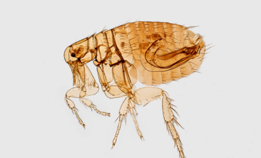 Pest Control Services: Fleas and ticks Brisbane Narangba QLD