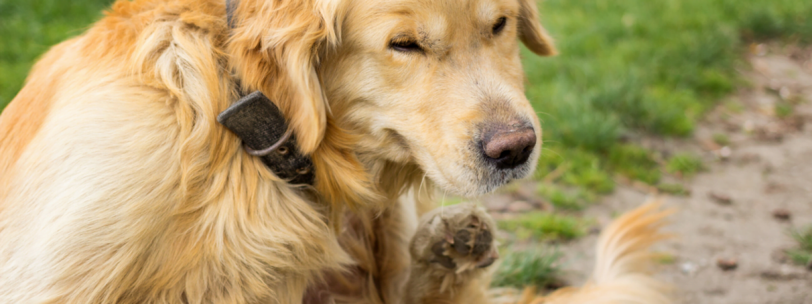 Pest Control Service: End of Lease Flea Treatment Brisbane Narangba QLD