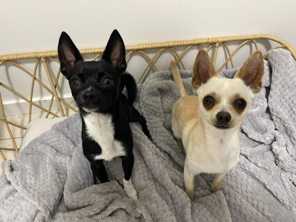 Narangba Chihuahua Jo S