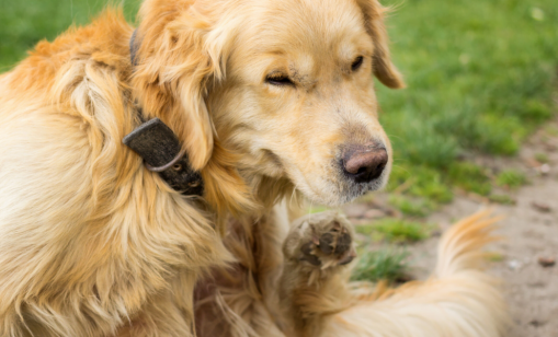 Pest Control Services: Rental Properties Brisbane Narangba QLD