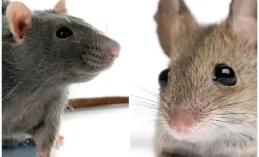 Pest Control Services: Mice, rats and other furries Brisbane Narangba QLD