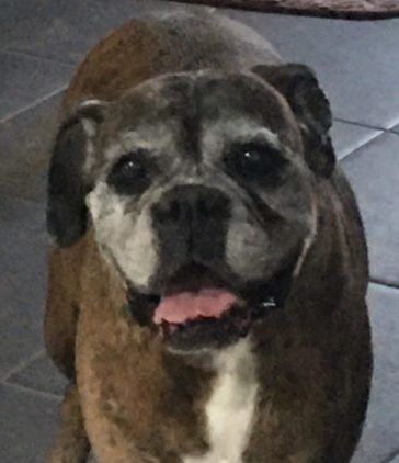 Pet Safe Pest Management & Termite Solutions Pet Gallery: Kirra Boxer Dog Levingson