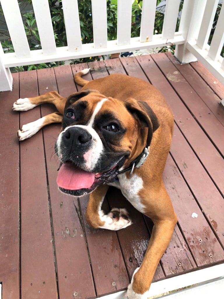 Pet Safe Pest Management & Termite Solutions Pet Gallery: Luna