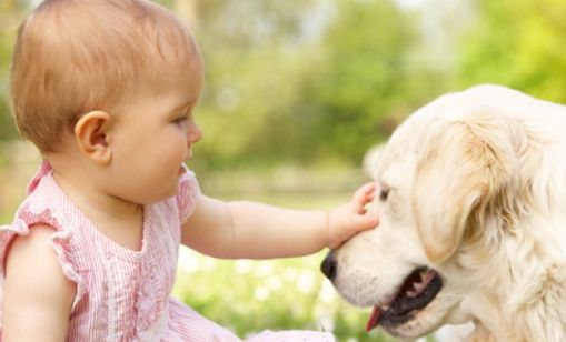 Pest Control Services: Eco and Pet Friendly Servicing Narangba Moreton Bay, Queensland, Australia