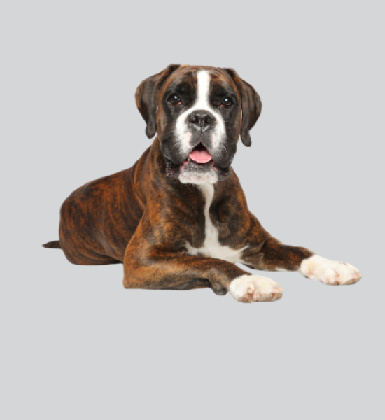 Pest Control Brisbane Narangba QLD