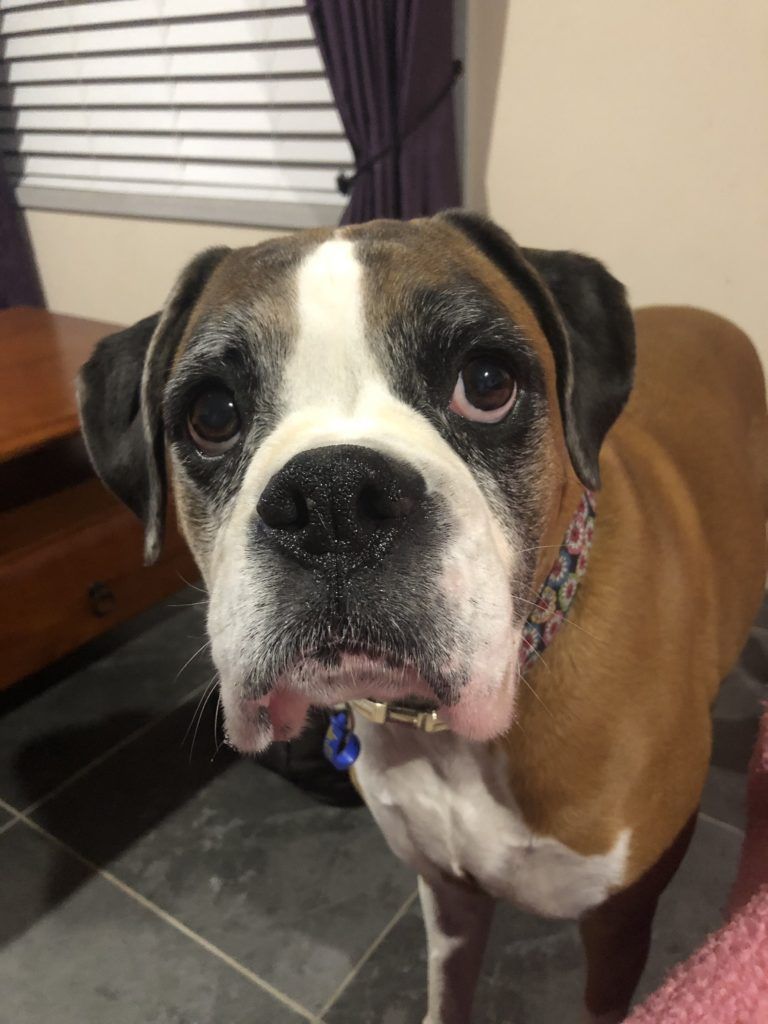 Pet Safe Pest Management & Termite Solutions Pet Gallery: Teddy the Boxer