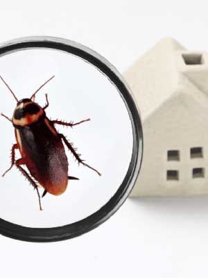 How Often Should Pest Control Be Done?