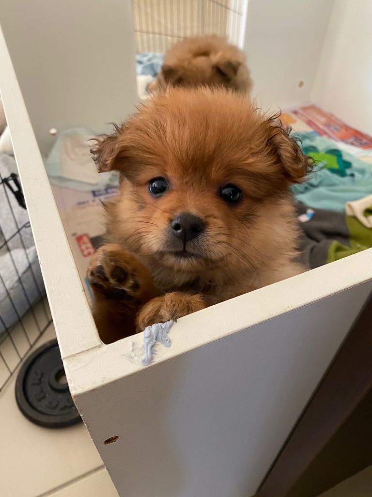 Pet Safe Pest Management & Termite Solutions Pet Gallery: Honey