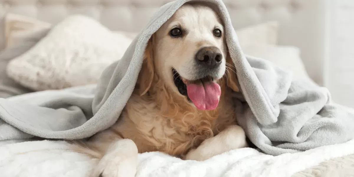 Dog Friendly Image Large