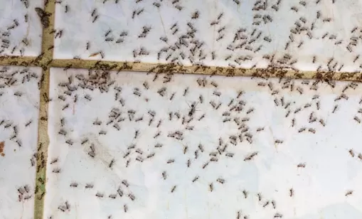 Pest Control Services: Commercial Pest Management Brisbane Narangba QLD