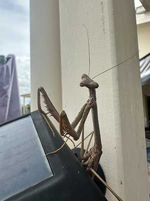 Embracing Nature's Pest Control: The Praying Mantis and Other Beneficial Bugs