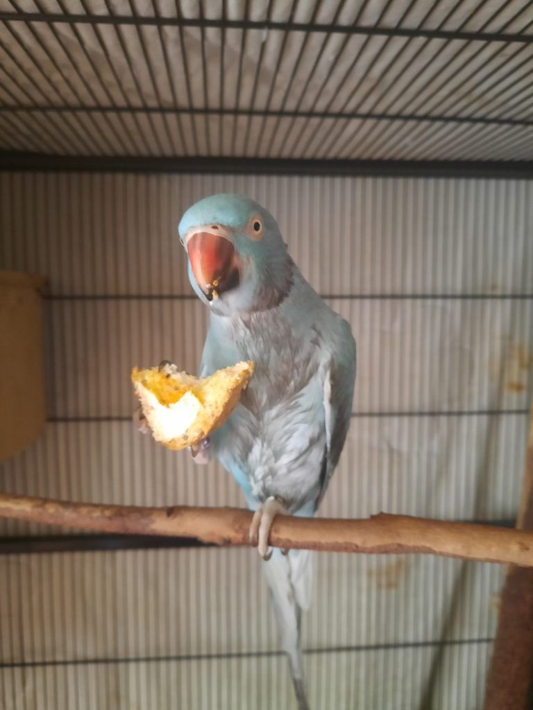 Pet Safe Pest Management & Termite Solutions Pet Gallery: Bird